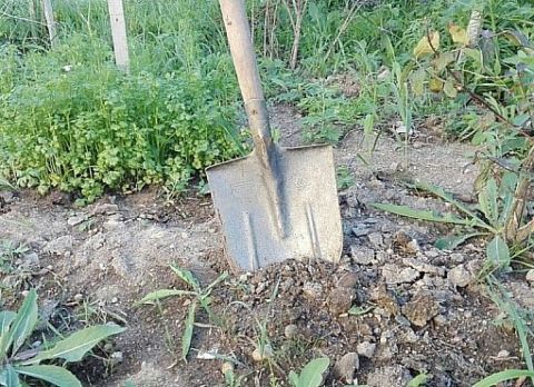 Погода дала надежды на урожай в Приморье