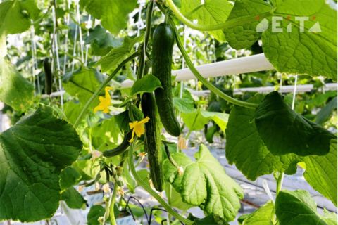 В Кабмине придумали, как снизить цены на фрукты и овощи