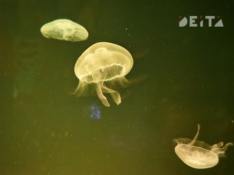 Более 10 человек уже пострадали от медуз в Приморье