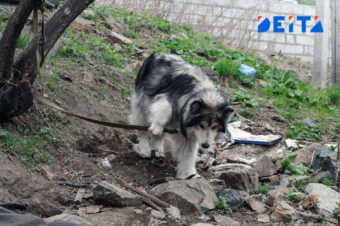 Хозяйку собаки, напавшей на девочку на детской площадке, ищет полиция Владивостока