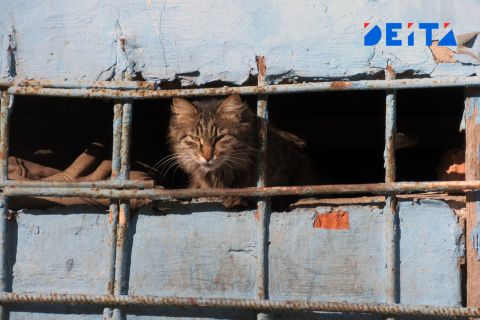 Полиция Владивостока проводит проверку по факту издевательства подростка над кошкой