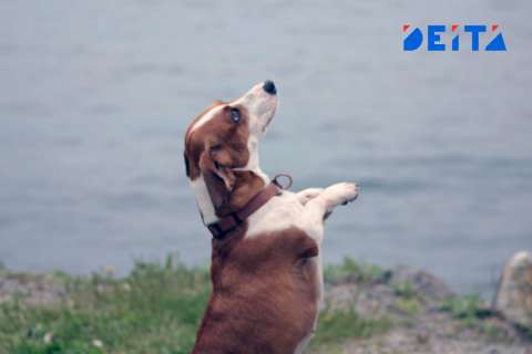 Проверять домашних собак решили на Дальнем Востоке