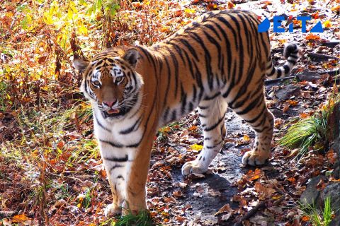 Новые запреты вводят власти Хабаровска ради борьбы с конфликтными тиграми
