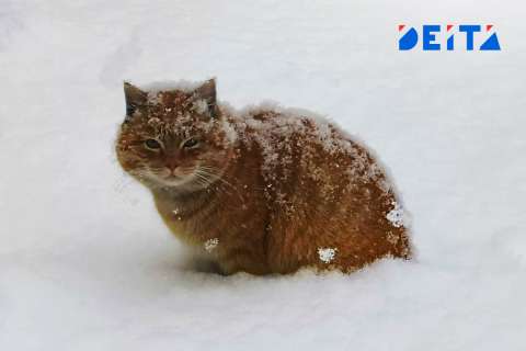 Весна не красна: снег пошел в Приморье