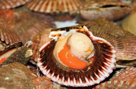 Ядовитые водоросли ищут в морепродуктах из Амурского залива