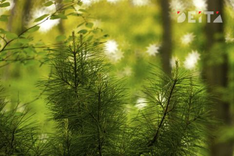 Сенатор Талабаева объяснила изменения в сборе кедрового ореха 