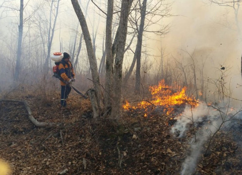 Якутия будет решать проблему восстановления сгоревших лесов с помощью заключённых