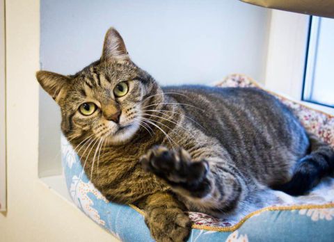 Депутаты хотят навести порядок в мире заводчиков