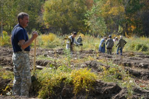 Четыре тысячи сеянцев маньчжурского ореха посадили под Уссурийском