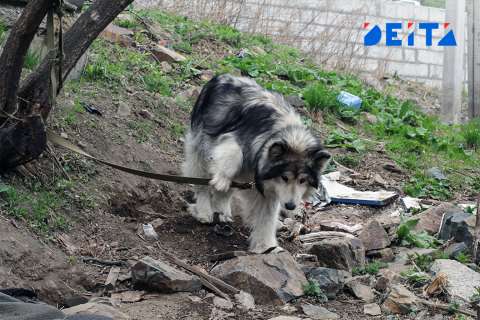 Бездомных собак посадят с зэками на Дальнем Востоке