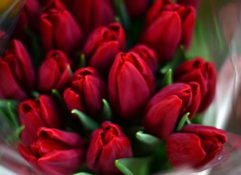 Как выбрать лучшие тюльпаны, рассказали в Росстандарте