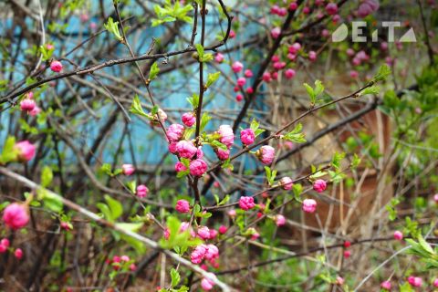 Во Владивостоке потеплеет до +17°С во вторник