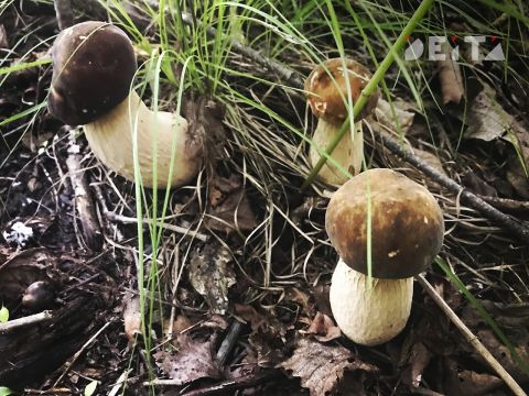 Миллионные штрафы и тюрьма грозят грибникам