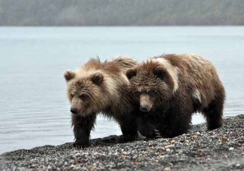 Медведь забрёл на территорию школы в северном Приморье