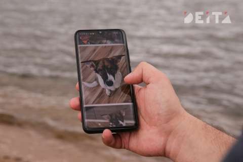 Мега-приют для бездомных животных построят в бухте Лазурная во Владивостоке