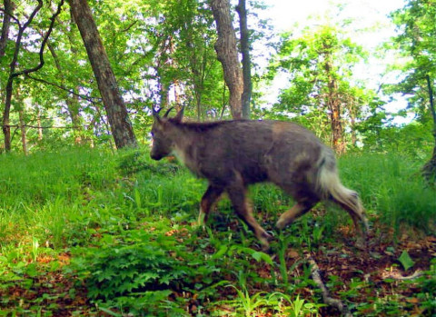 В нацпарке «Удэгейская легенда» рассказали, что на самом деле проверит Росприроднадзор