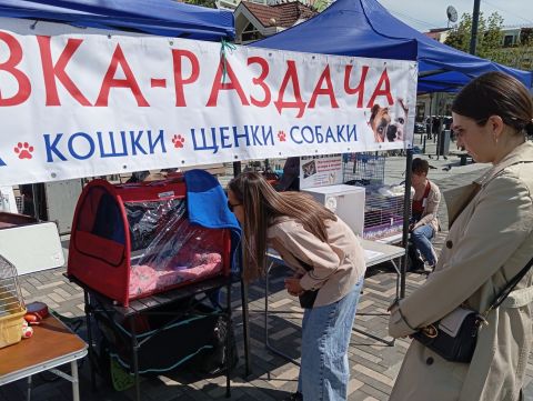 Коты и собаки разных возрастов и пород обретут дом во Владивостоке