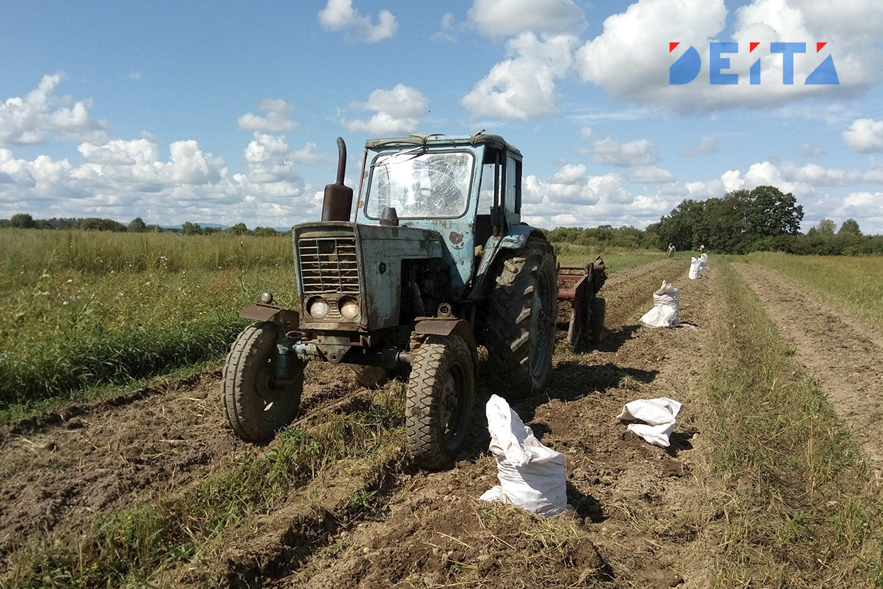 Около семи тысяч тонн картофеля и овощей собрали в Приморье 