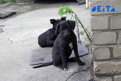 Госдума предложила штрафовать на 30 тысяч за брошенных животных