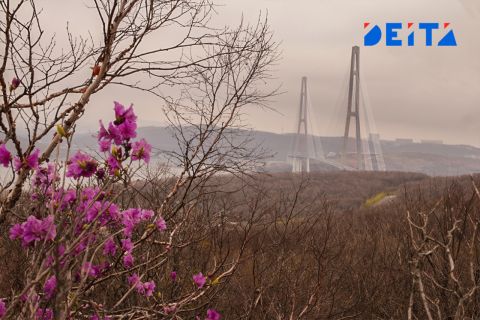 Многоквартирные дома на острове Русском лишились благоустроенных дворов в интересах инвесторов - соцсети