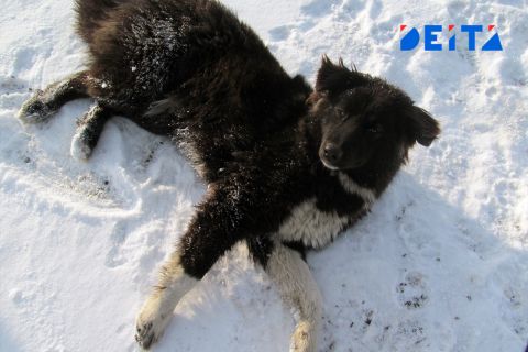 Собаки – новая нефть: как заработать на друзьях человека