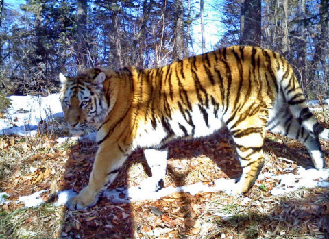 Африканская чума свиней может уменьшить популяцию тигра