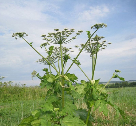 Переборщили: в Ленобласти осужденных отправили косить опаснейшее растение