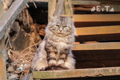 Федеральную службу по надзору за животными хотят создать в России
