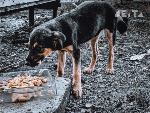 Три бродячие собаки напали на семилетнюю девочку в Приморье