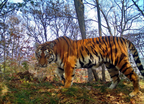 Позирующий тигр восхитил соцсети