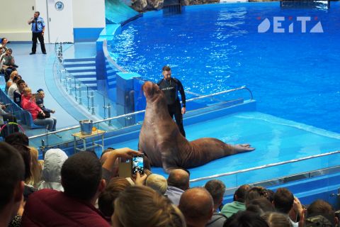 Москва потратит 20 миллионов на дружелюбного моржа