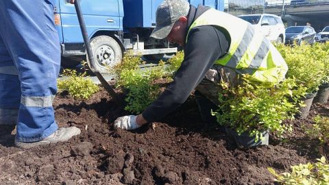 Более девяти тысяч растений: как Владивосток делают цветущим