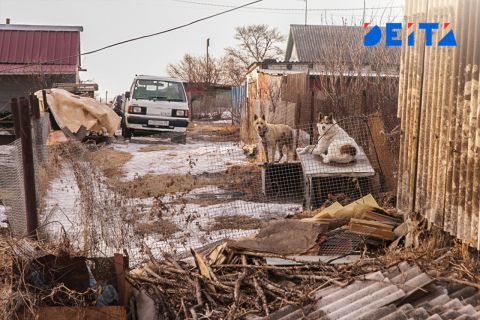 Шайка живодёров бесчинствует в Приморье