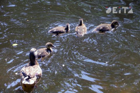 Кампанию по спасению краснокнижных птиц разворачивают в спальном районе Владивостока