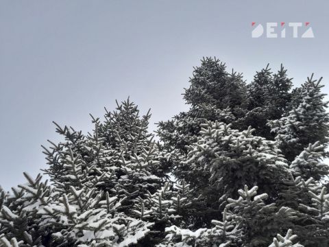 Ученые назвали самый полезный для здоровья лес