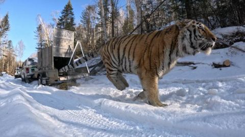 Тигра-хулигана увезли подальше от людей на севере Приморья