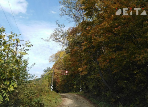 Чиновники потеряли российский лес размером с Бразилию