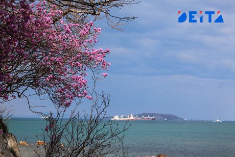 В офшор на Русском постучались: Кипрская компания хочет домой