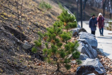 Парк на Ватутина во Владивостоке пополнился новыми растениями