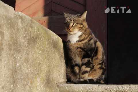 Животных пересчитают в России 