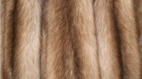 Уссурийских соболей продадут на международном пушном аукционе