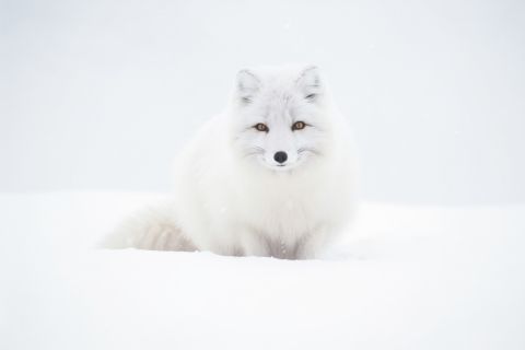 Песец ждет туристов