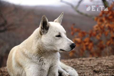 Убивать бездомных собак решили в Госдуме