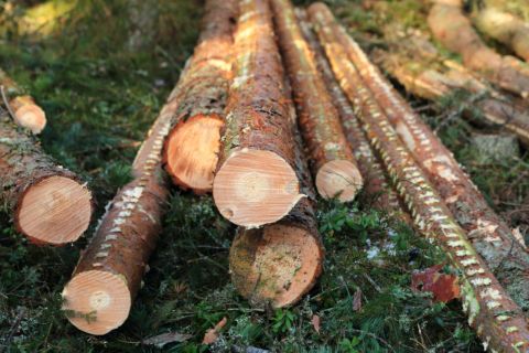 Власти упростили экспорт древесины из Приморья