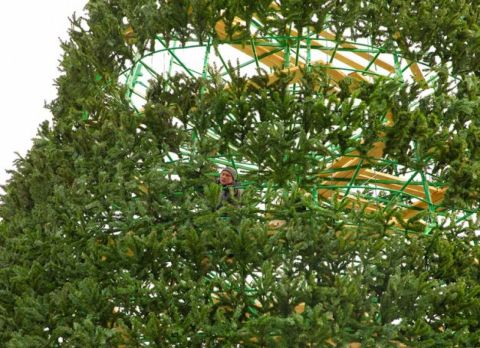 Ёлочные базары начнут работать во Владивостоке на следующей неделе