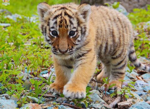 Истощённого тигрёнка спасают на Дальнем Востоке