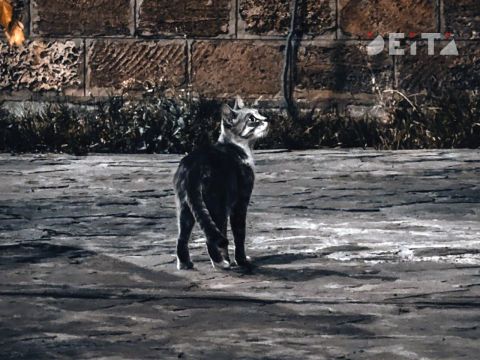 Даже котики идут к нашим: приморские бойцы СВО спасли шестерых котов  