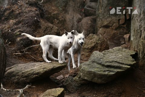 Коммунальщиков Приморья привлекут к ответственности за нападение собаки на школьника
