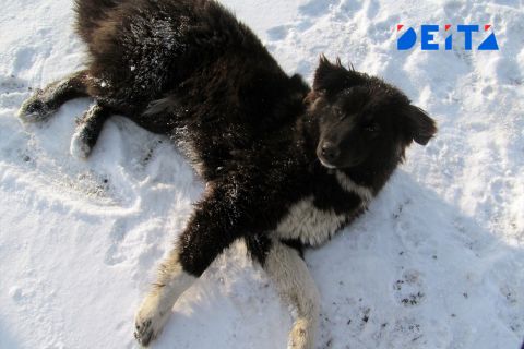 Собака человеку волк: регионам разрешат убивать бездомных животных