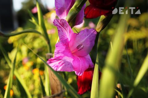 Опасность пожаров: в Приморье будет жарковато